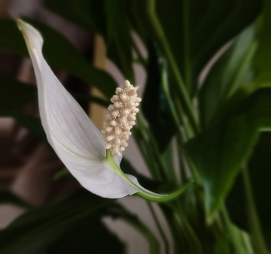 Spathiphyllum