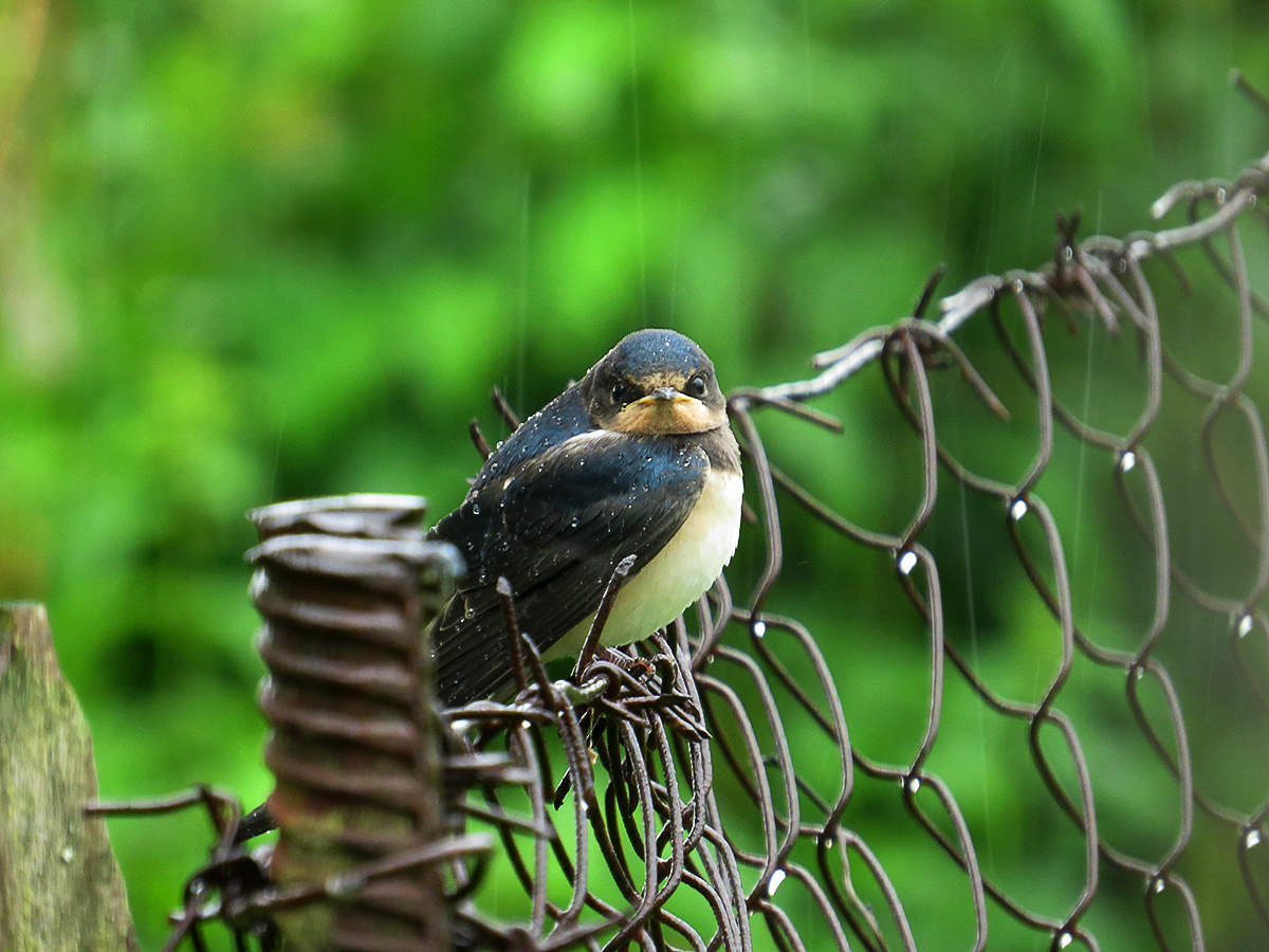 Unter dem Sommer regen