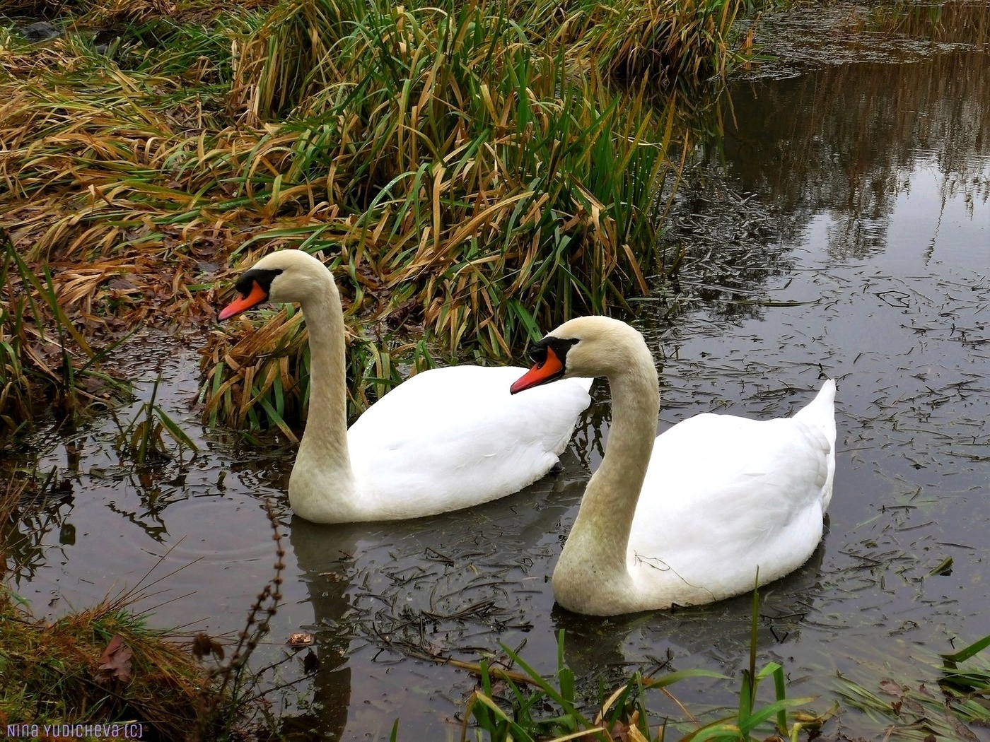Swans