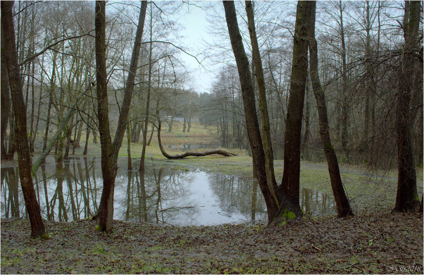 Aus dem Leben der Bäume