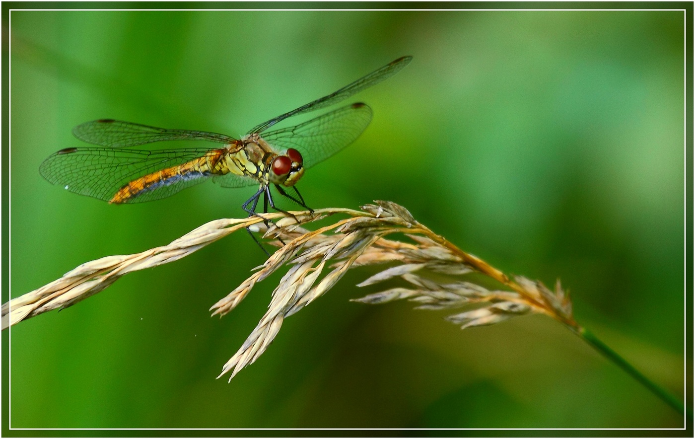 Dragonfly