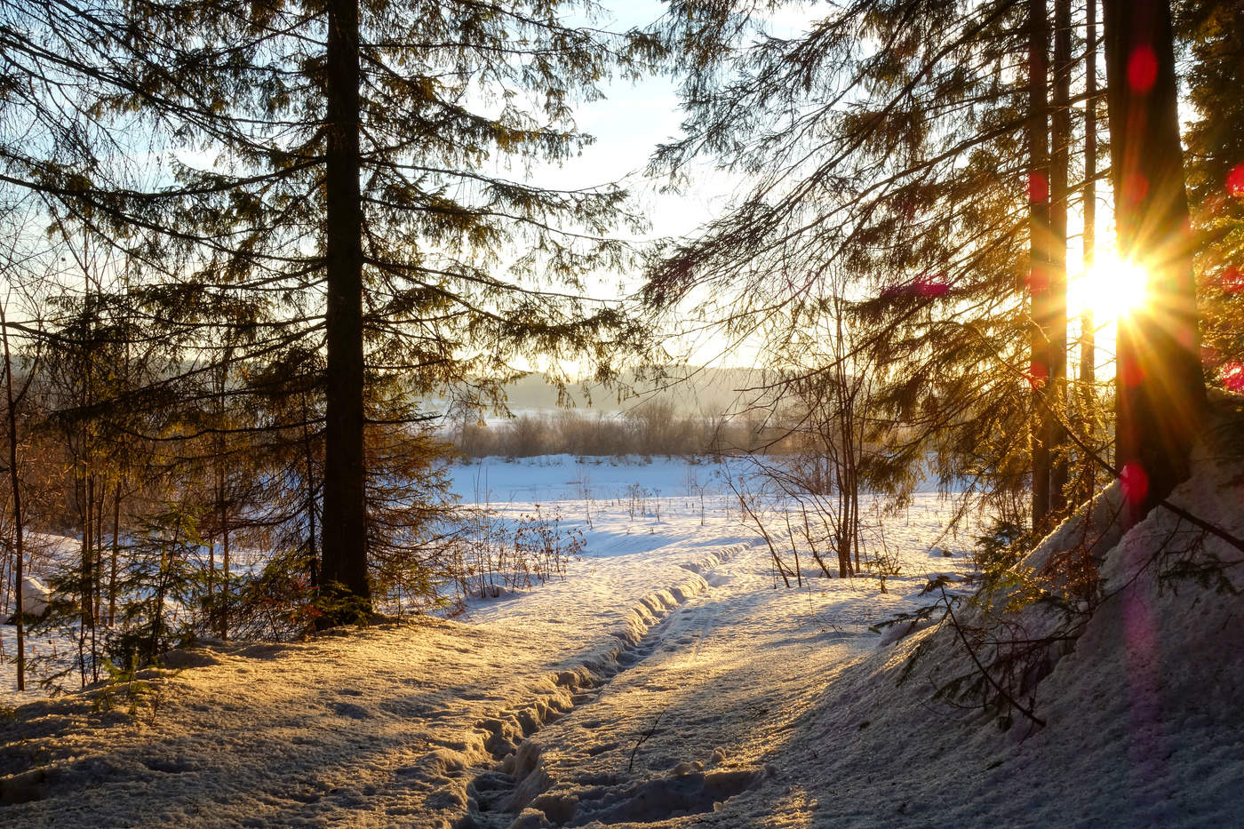 Sonnenaufgang im Wald