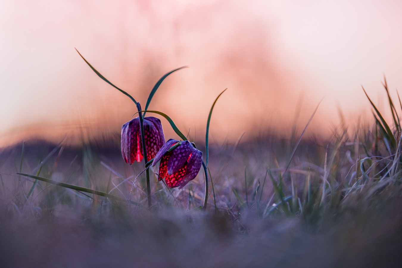 Im letzten Abendlicht