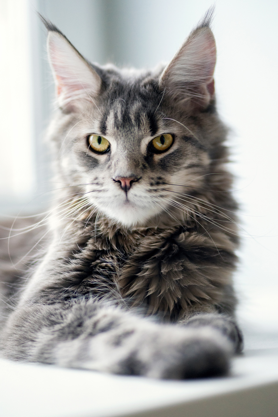 Cat\'s Portrait