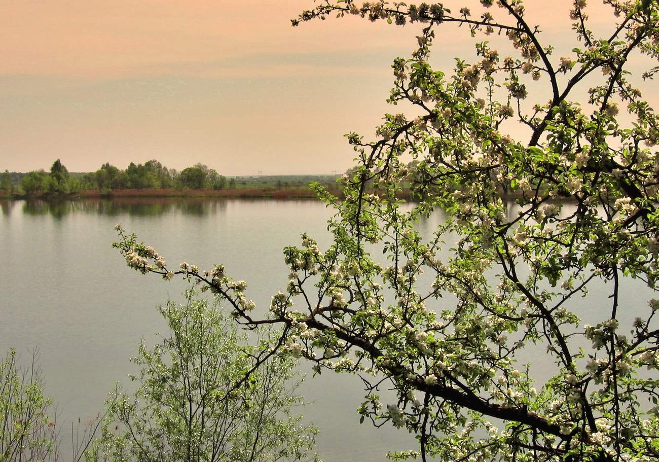 Apple Trees in Bloom
