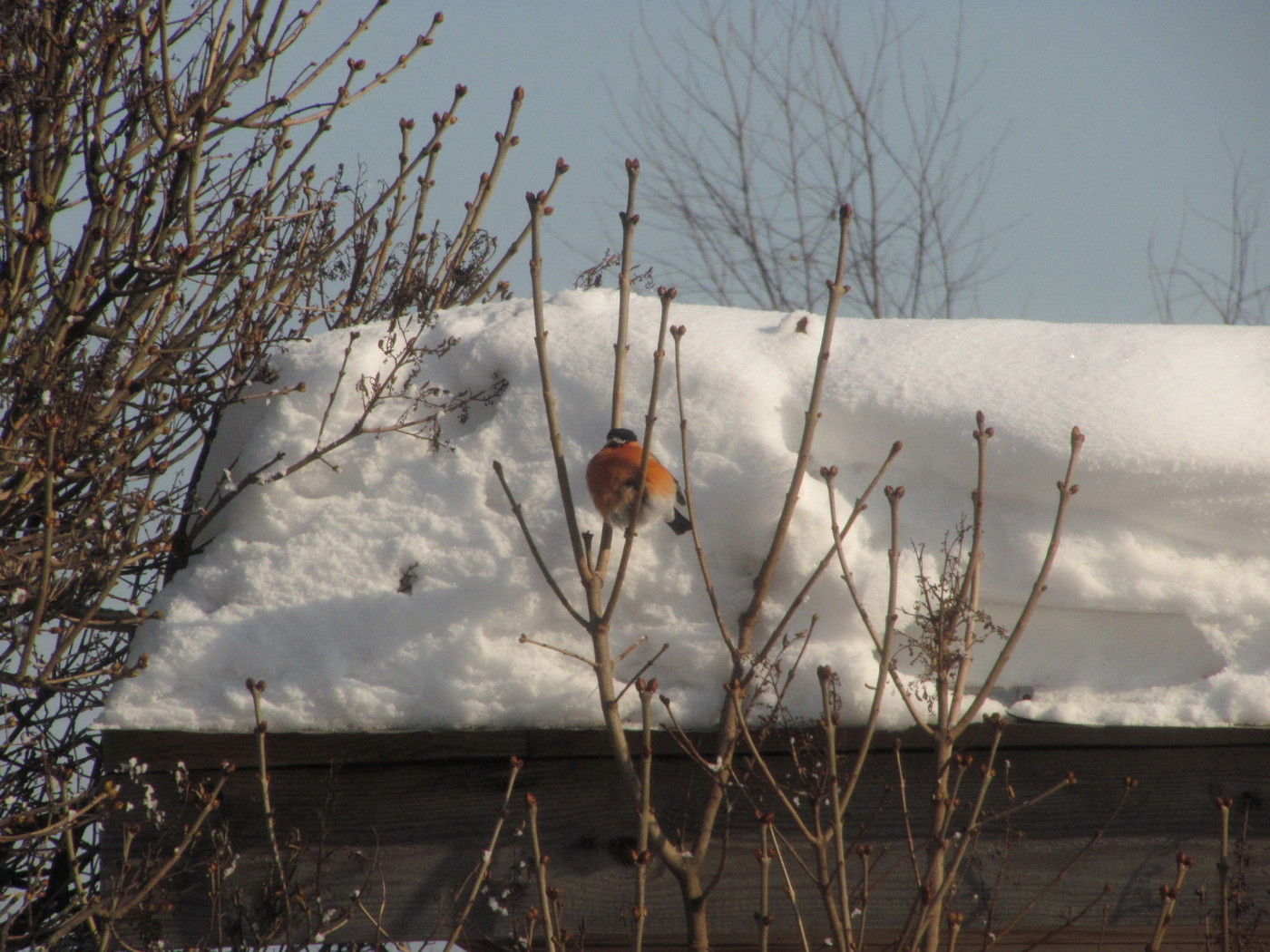Frühling Geschichte