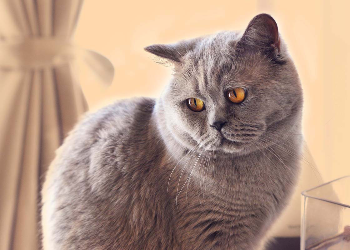 Katinas gintarinėm akim