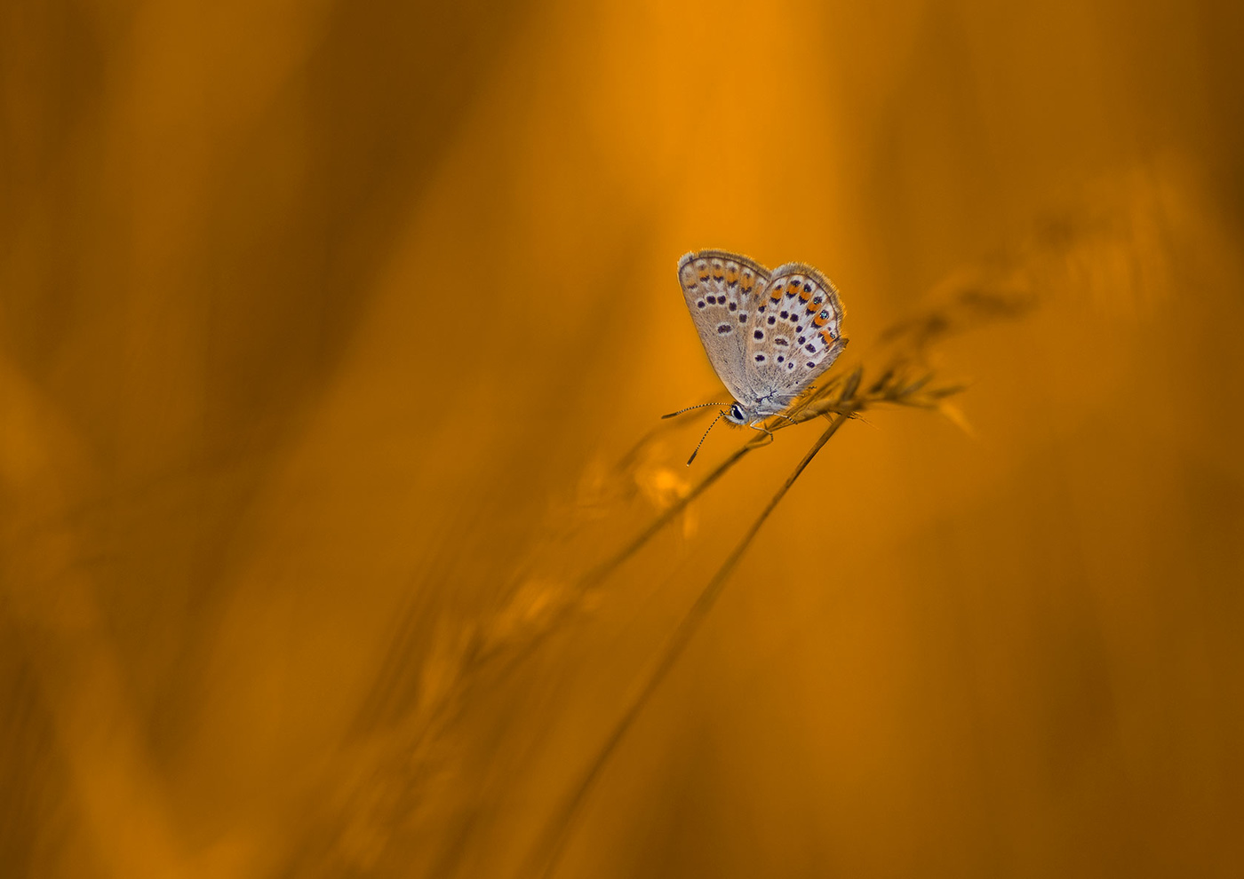 Kupfer-Schmetterling