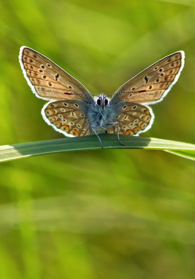 Kupfer-Schmetterling