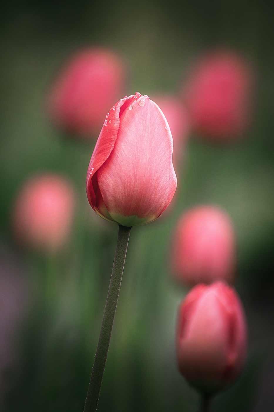 Zärtlichkeit des Frühlings.