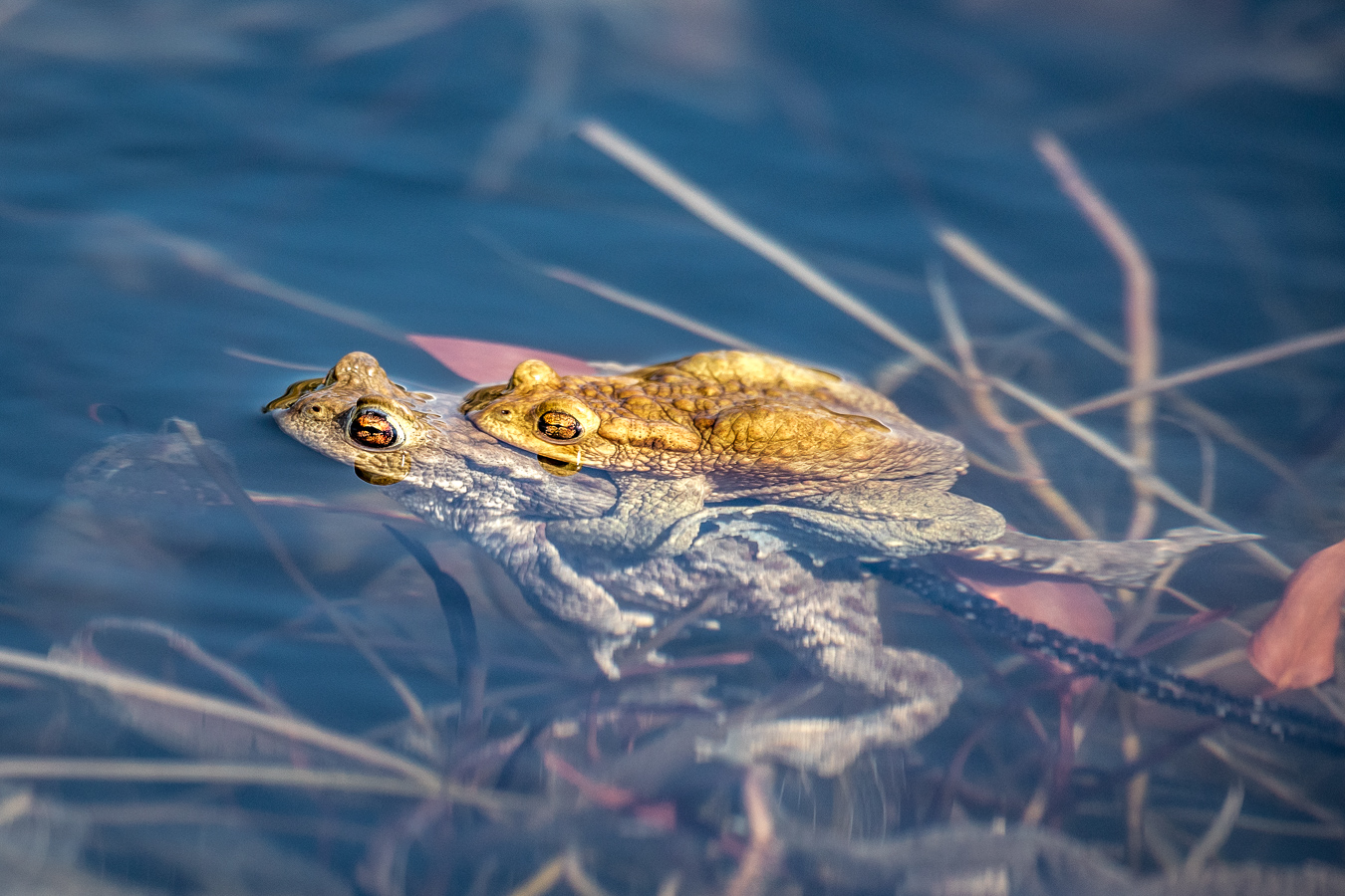 Erdkröten bei der Paarung