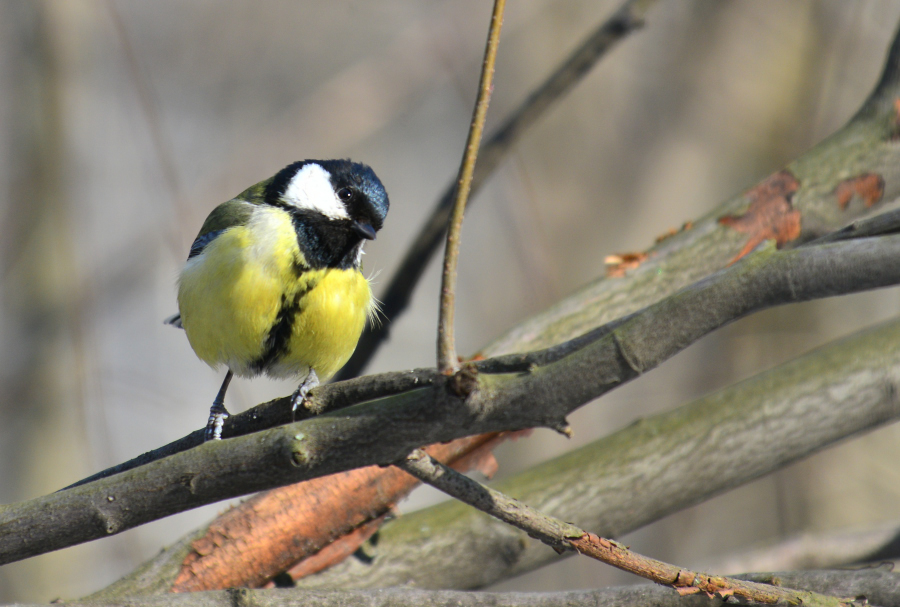 Ein neugieriger Blick