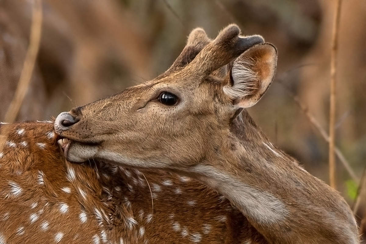 ...................................