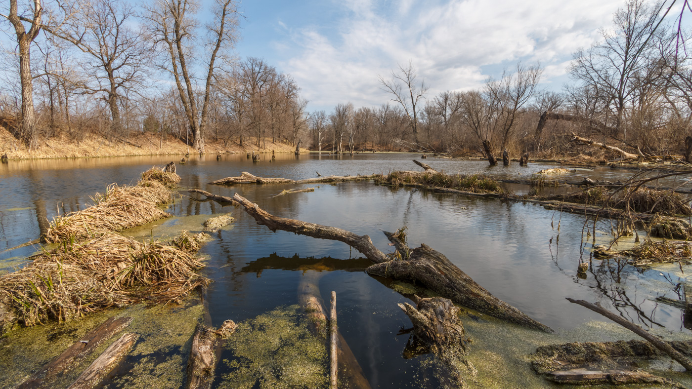 Der Frühling ist in den Sumpf