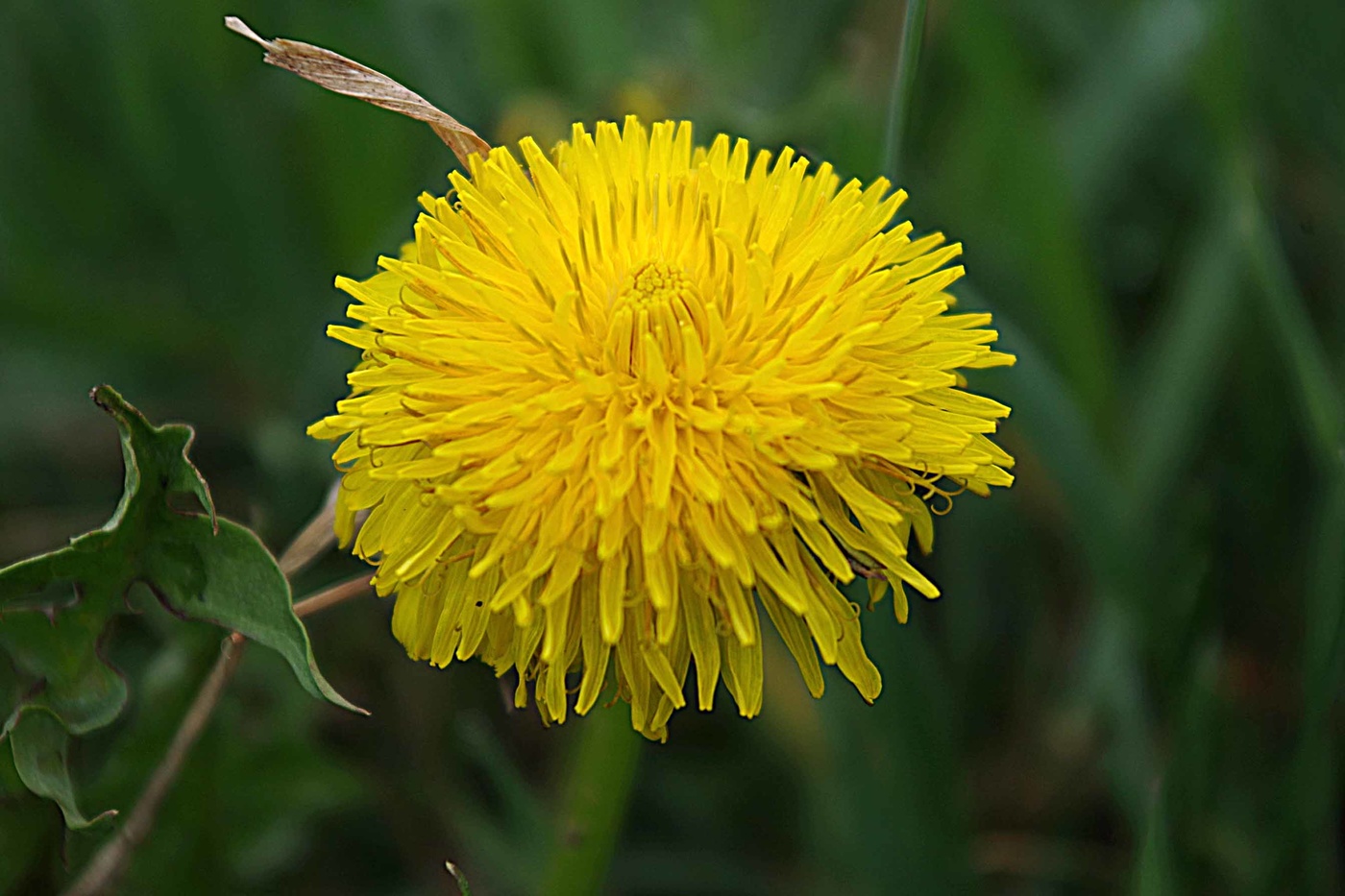 Taraxacum