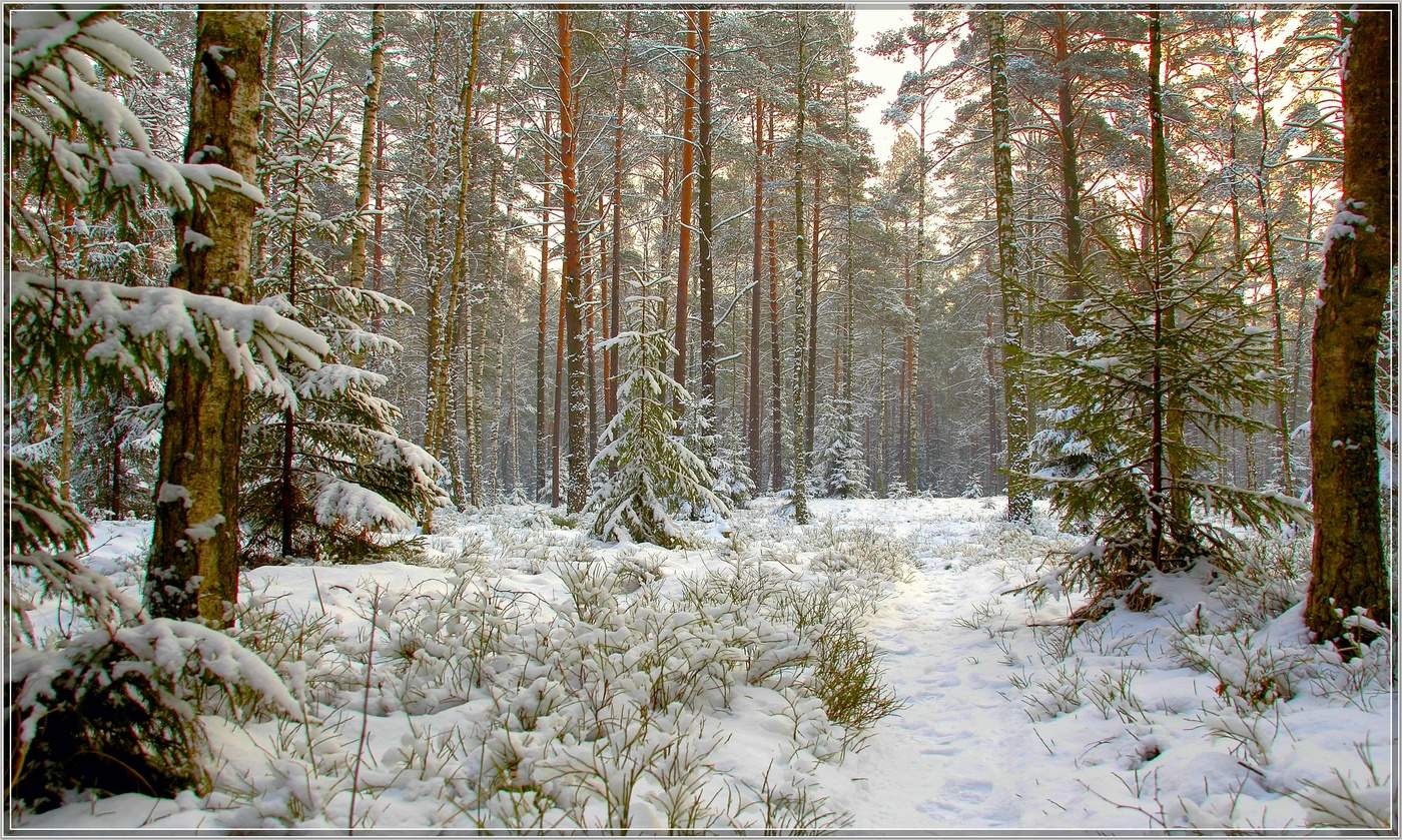 Winterwald