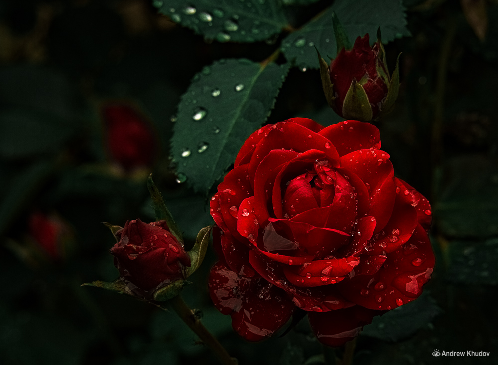 Königin der Schönheit