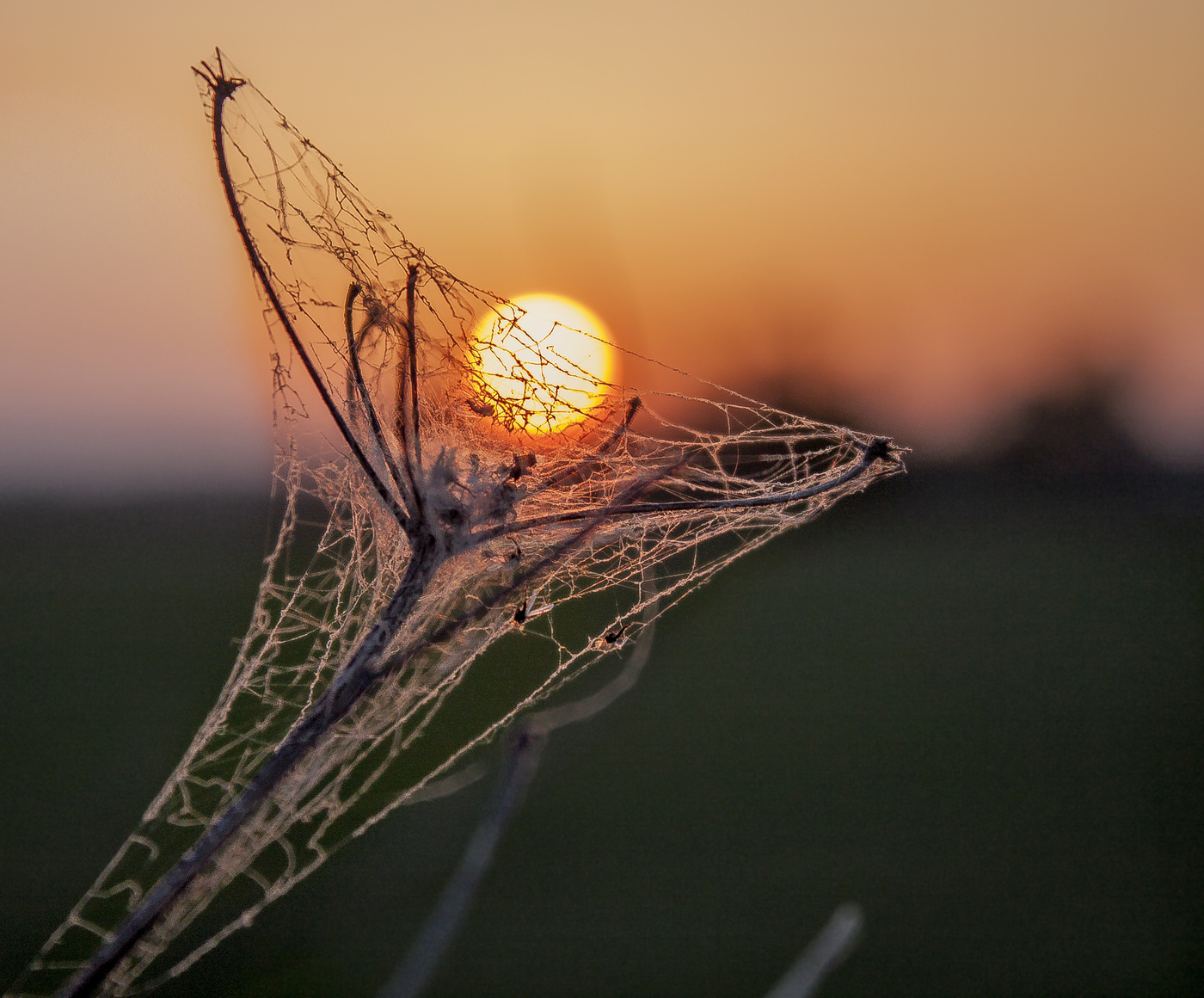 Die letzte Blume ist auch die Sonne gezogen