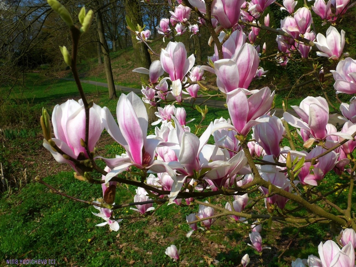 Magnolienbaum
