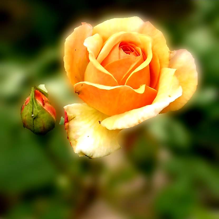 Stachelig Zärtlichkeit