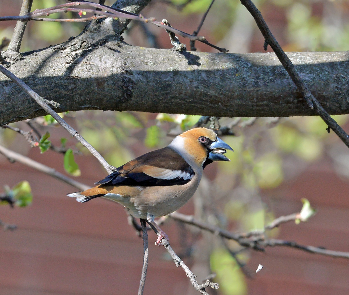 Grosbeak