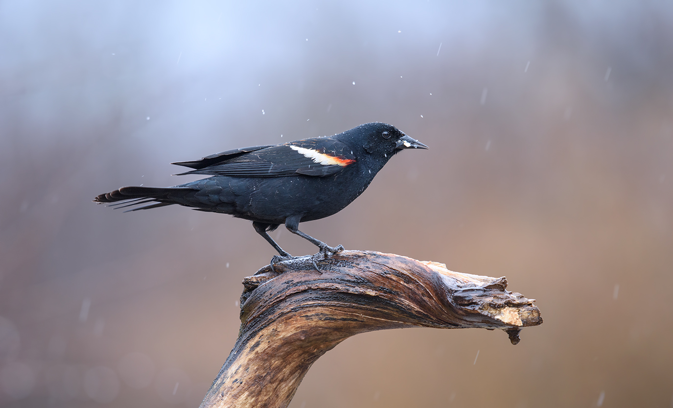 Red-winged blackbird