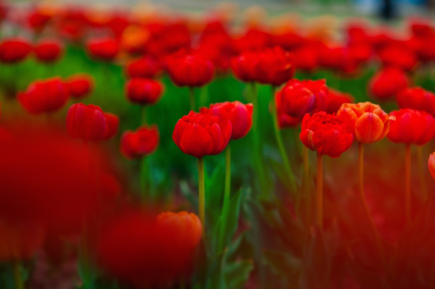 Tulips