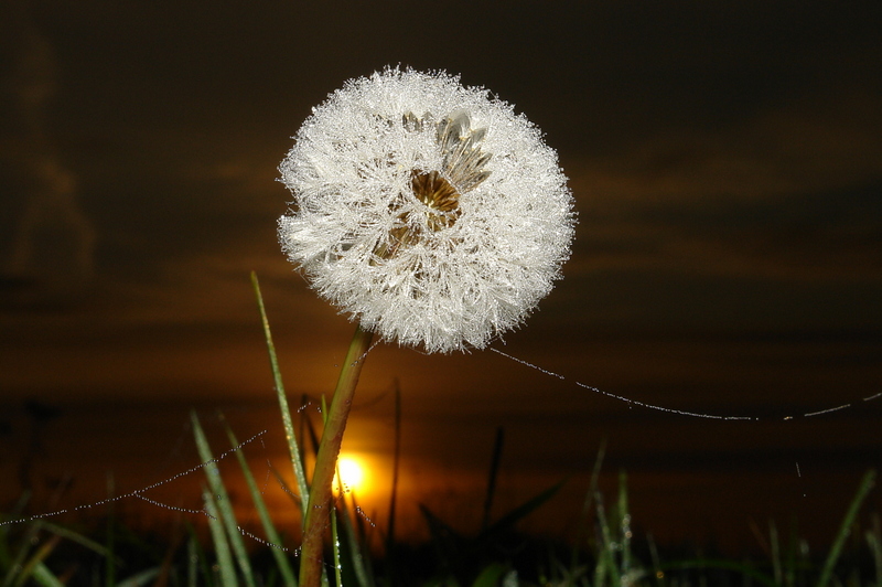 Taraxacum