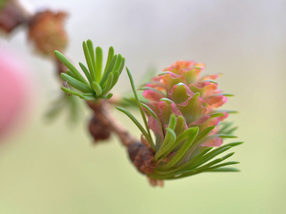 Die Zärtlichkeit des Frühlings