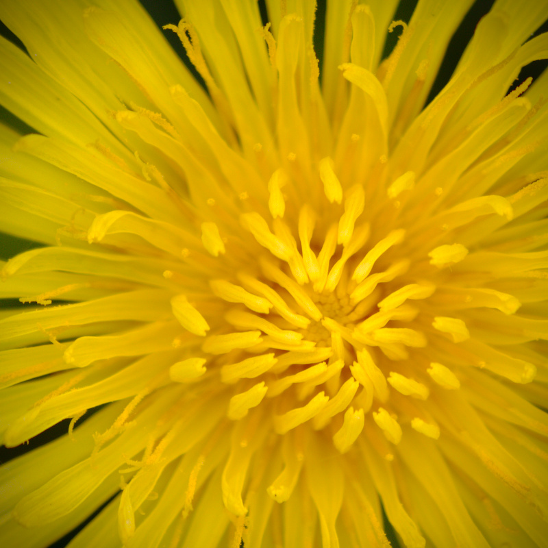 Taraxacum