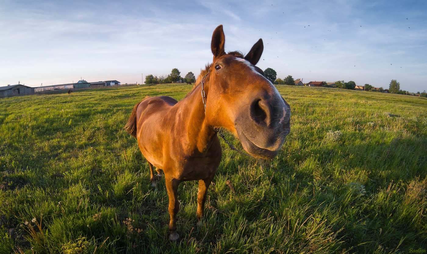 Landschaft mit Pferd