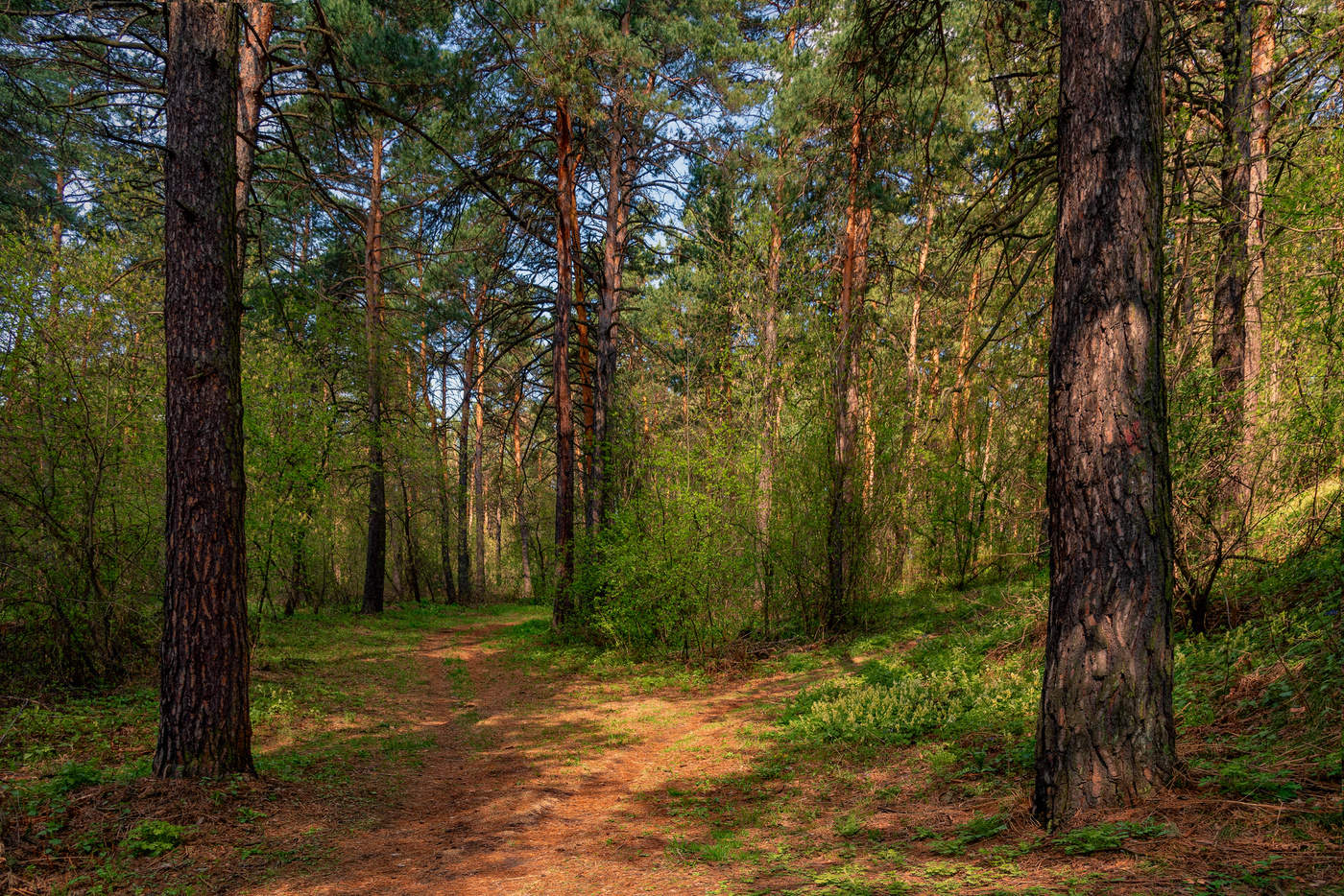 Morgen in einem Kiefernwald