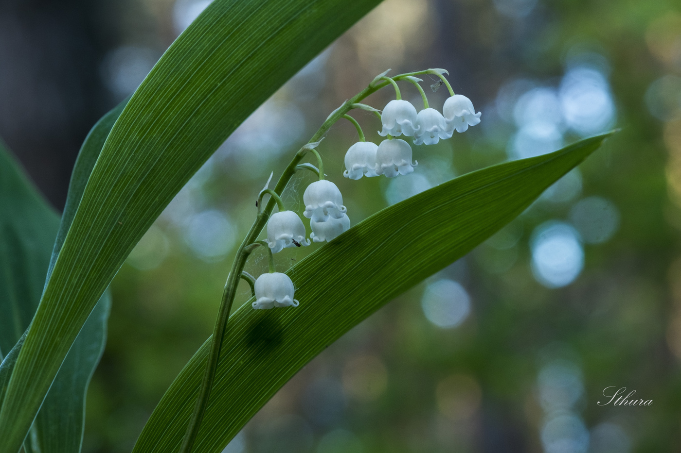 Lily of the Valley.