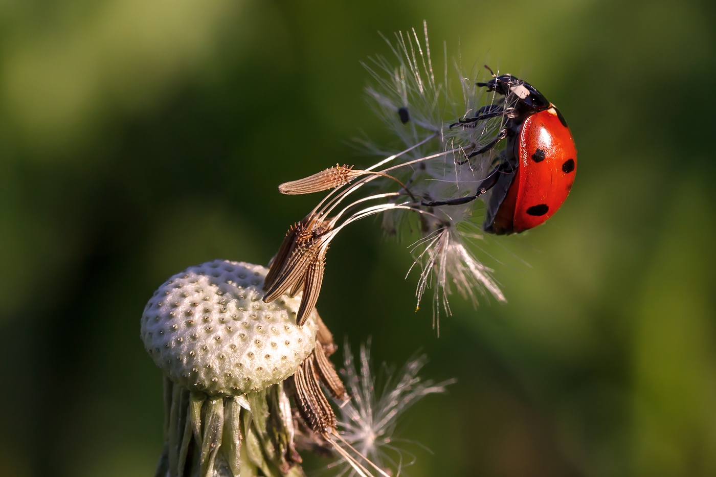Bald wird der Sommer!