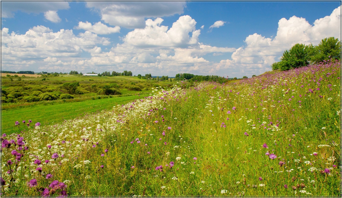 Sommer-Blumen