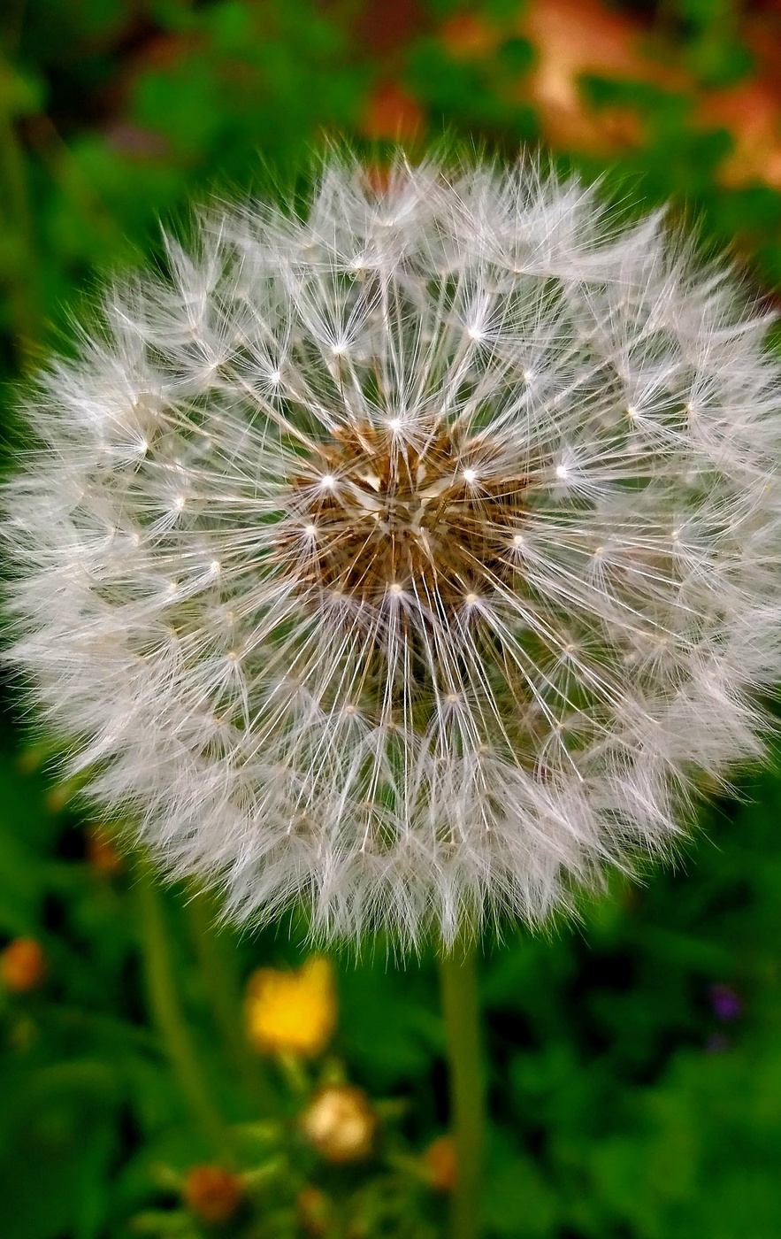 Taraxacum