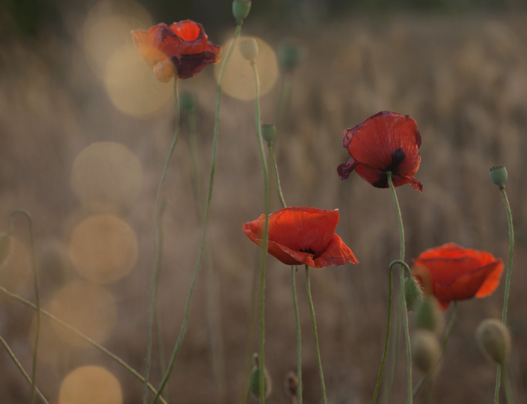 Mohn