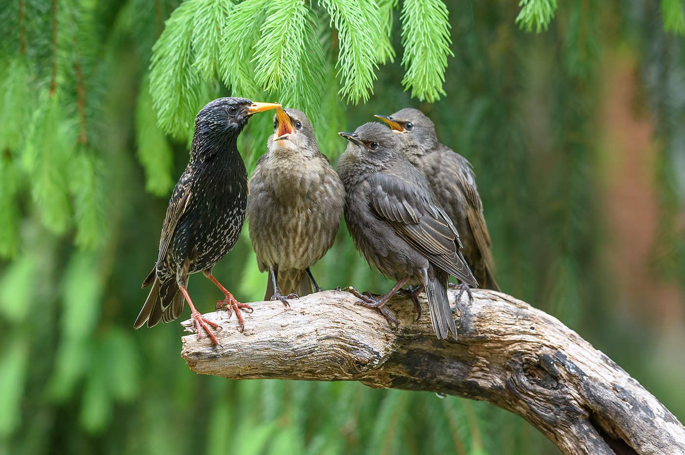 Starling family