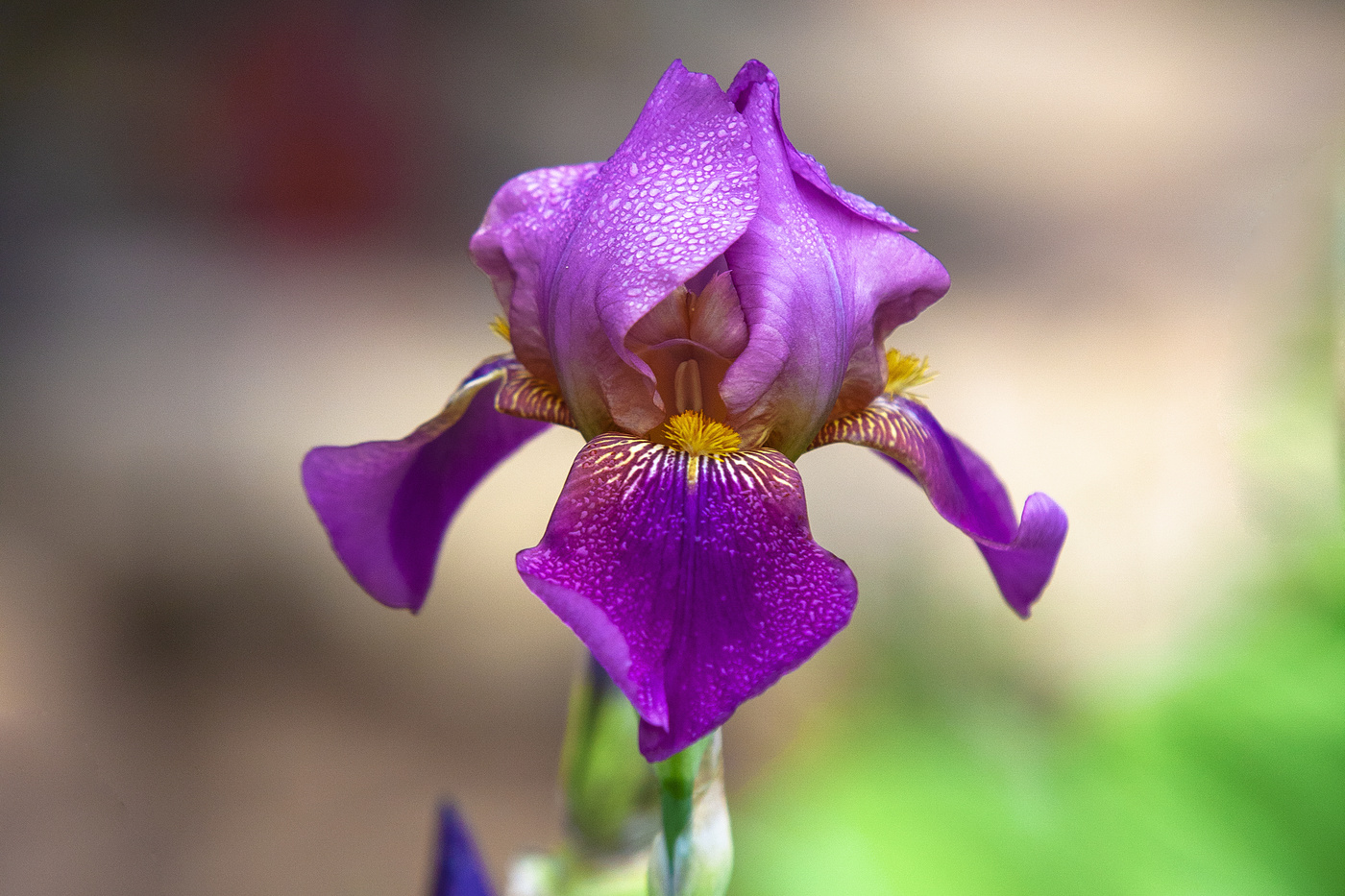 Iris