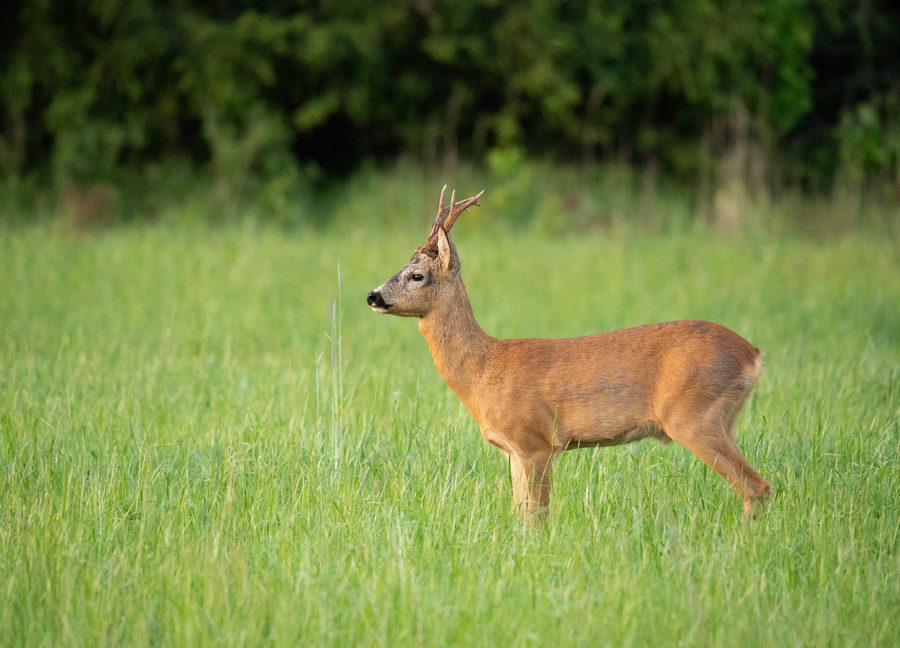 und ein Soldat auf dem Gebiet