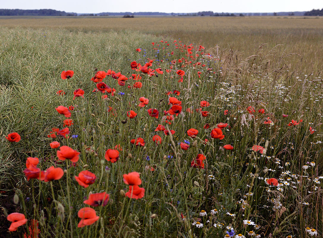 Mano žolynų laukas
