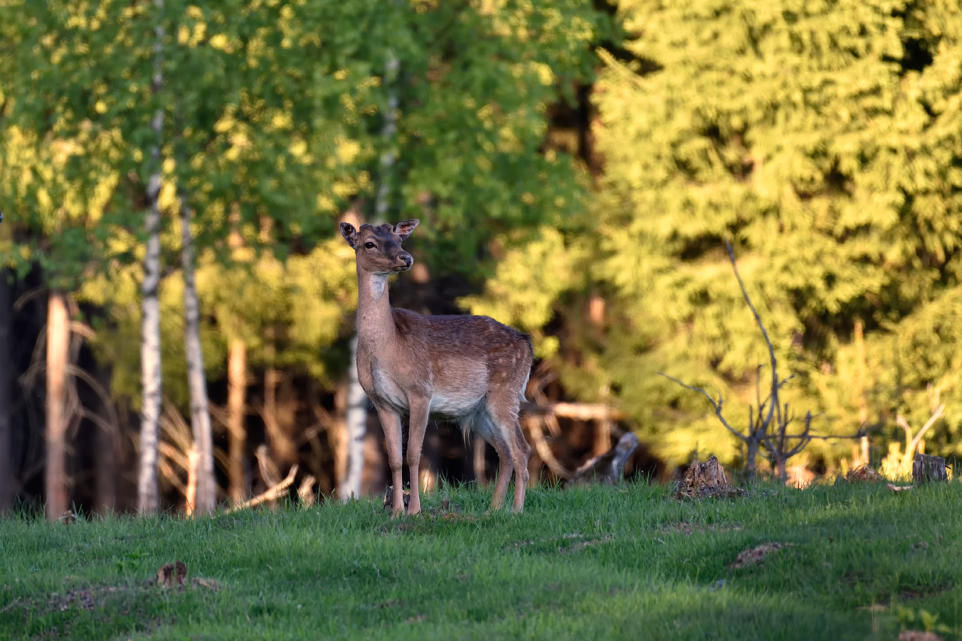 Im Frühjahr Wald