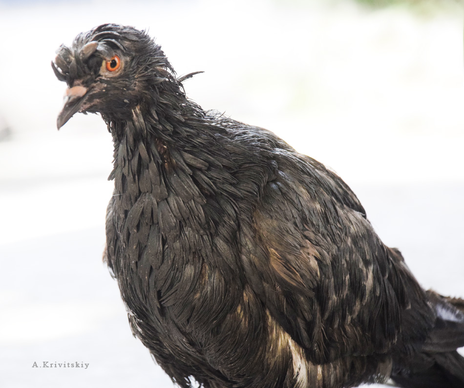 Alexander Krivitskiy