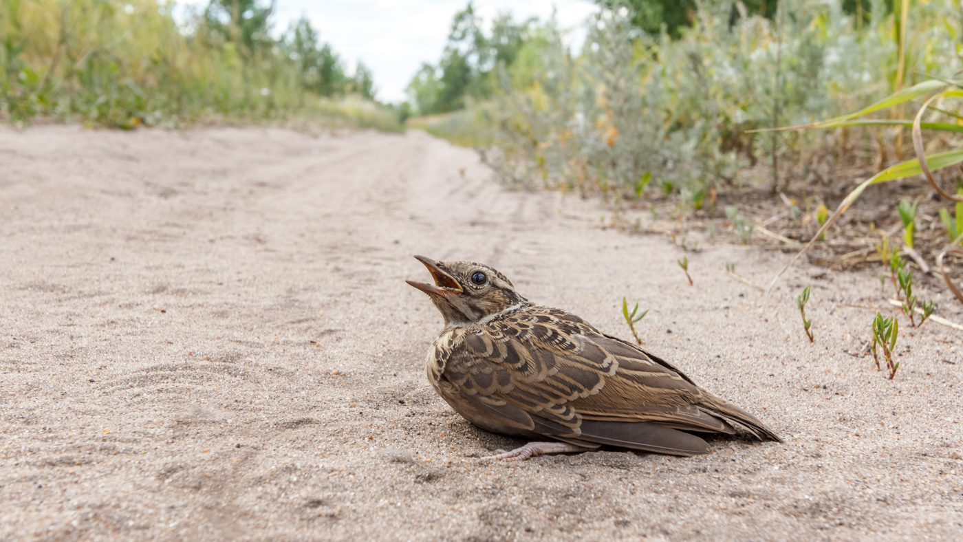 Begegnung auf der Straße