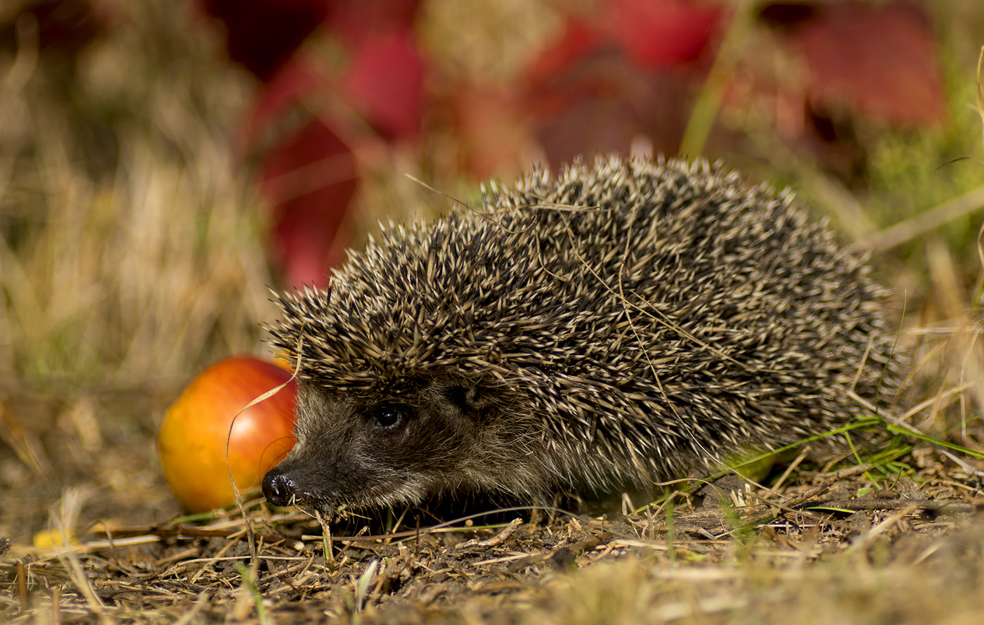 Igel