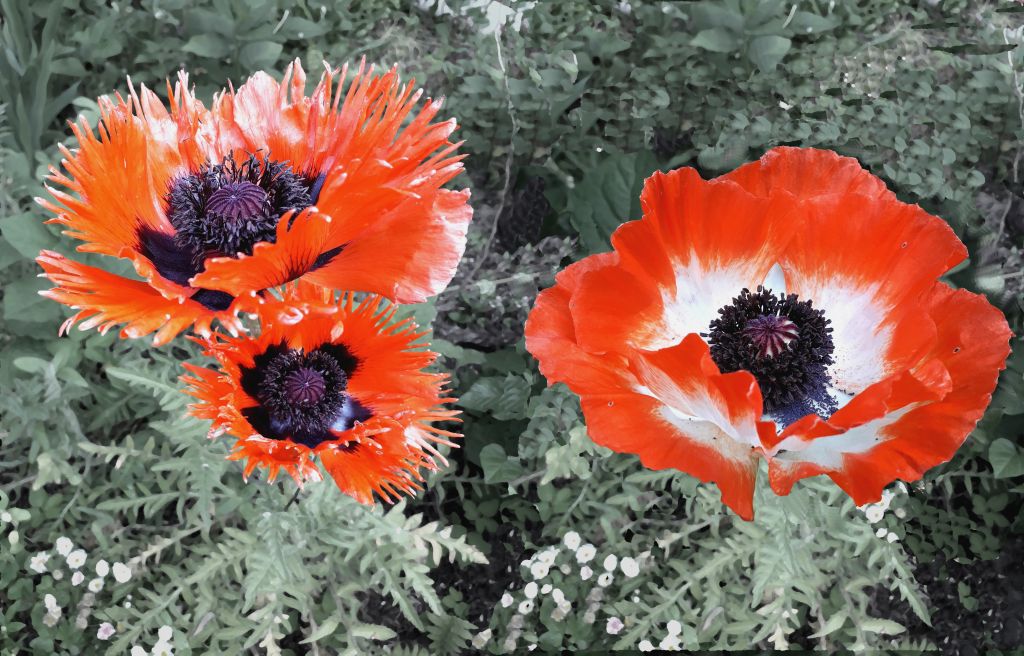 Mohn
