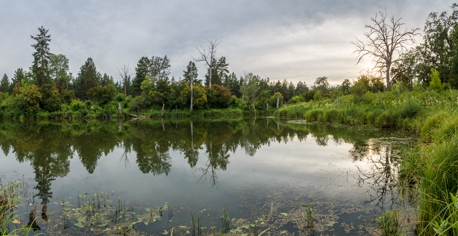 Abend auf dem See im Wald