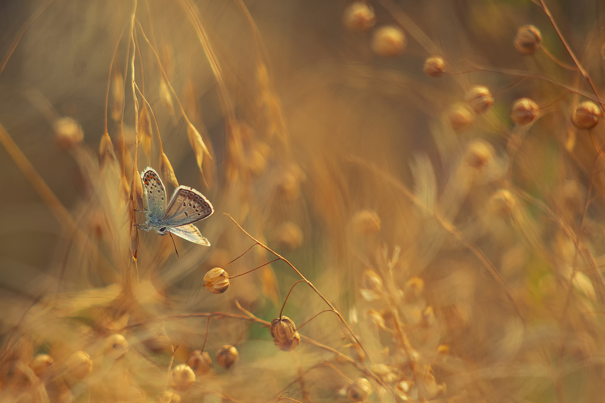Über ein Schmetterling