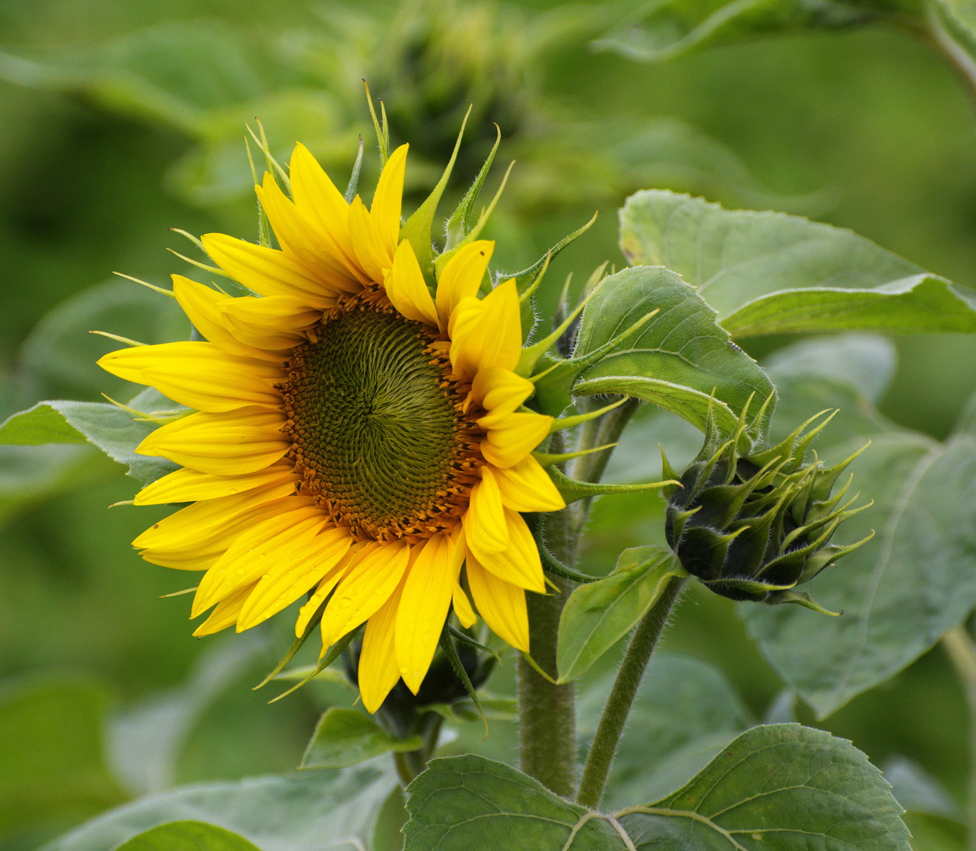 Sunflower