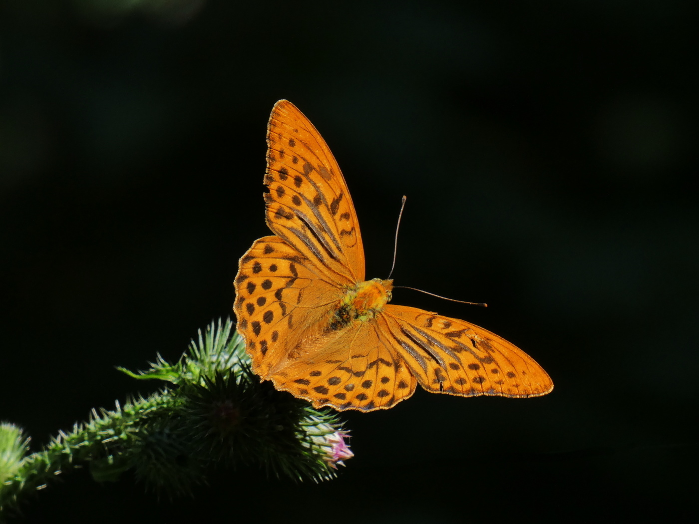Kaisermantel im Licht der Morgensonne